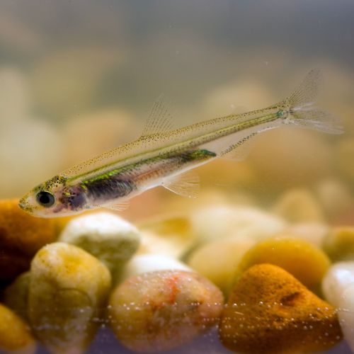 A close-up photo of the Delta smelt, courtesy of the California Department of Water Resources.